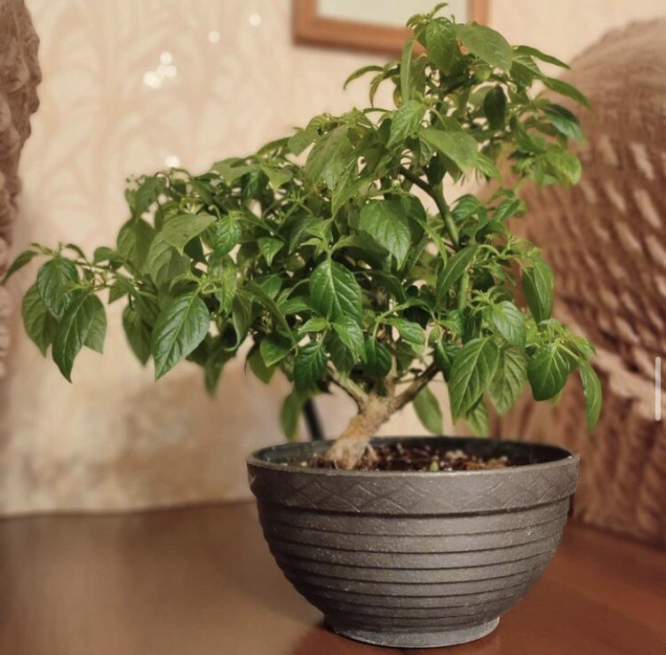 Random Bonchi Pepper Bonsai Plant Seeds “Ten Seeds” Habanero Reaper Ghost
