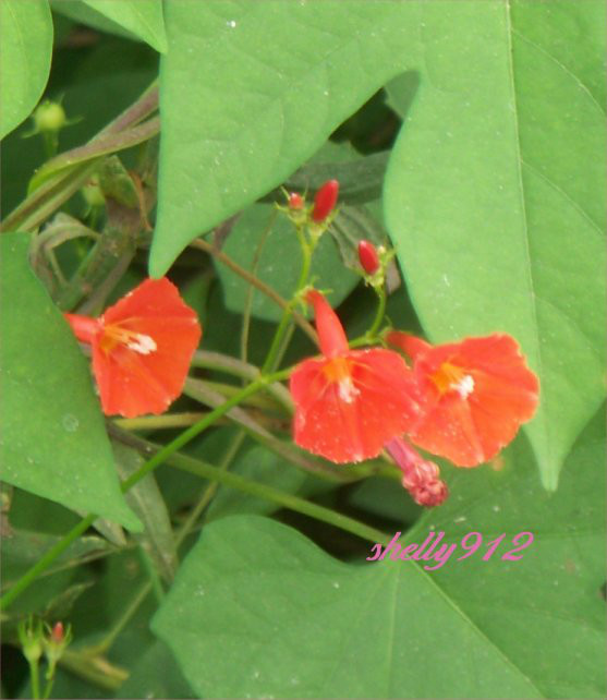 Orange Noah Morning Glory – ipomoea trumpet – 12 fresh seeds