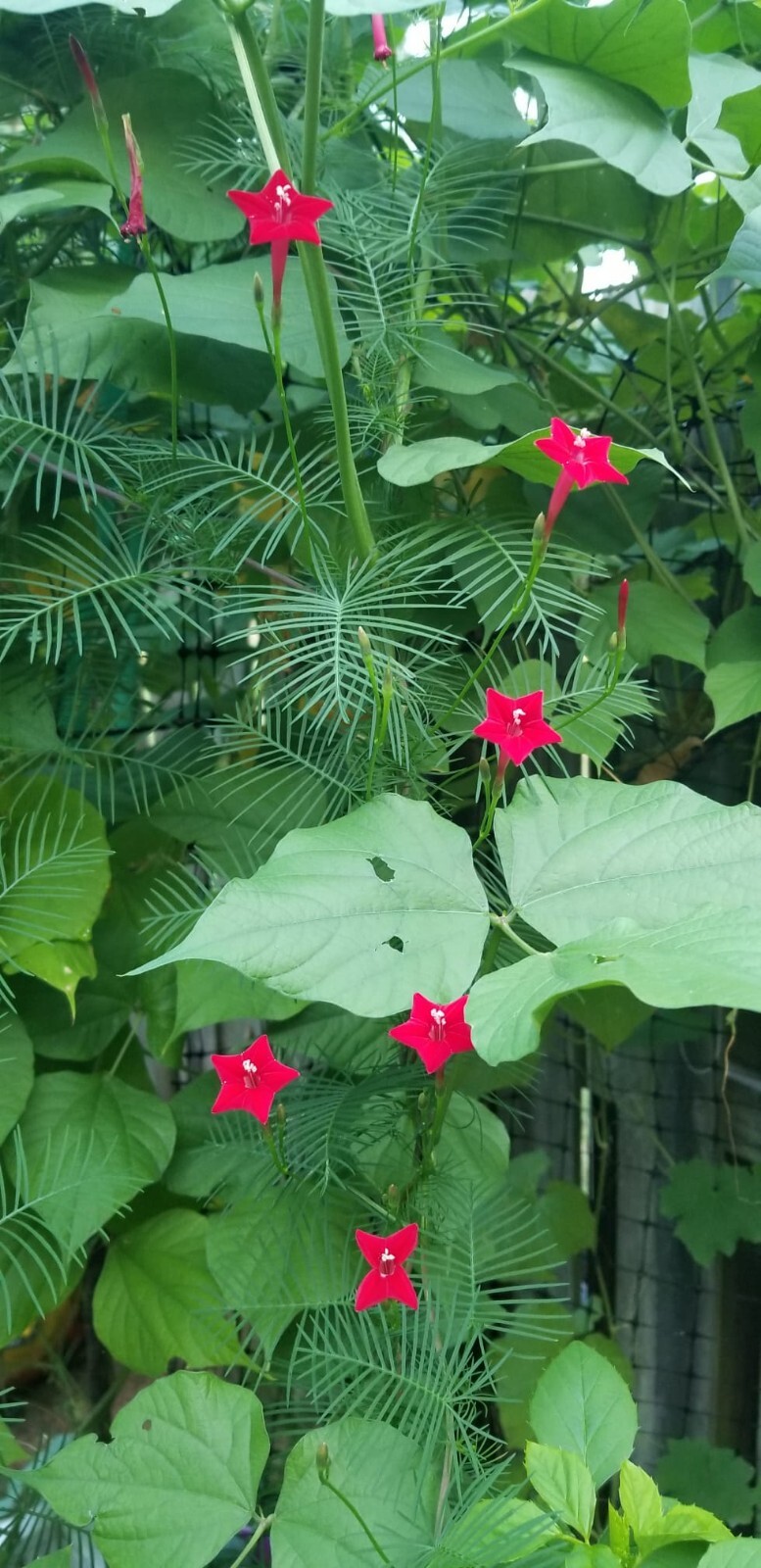 Cypress Vine Ipomoea Quamoclit Red Flowers 30 Seeds
