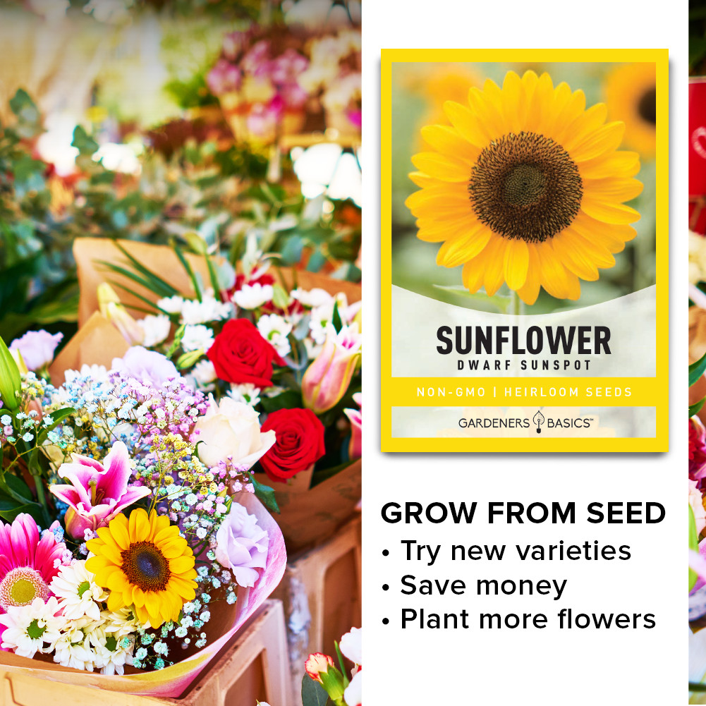 Sunspot Sunflower Seeds