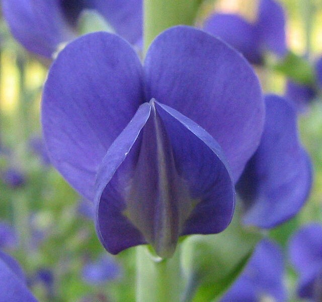 BLUE FALSE INDIGO 50 SEEDS, BAPTISIA AUSTRALIS, SUPER HARDY ZONE 3-10
