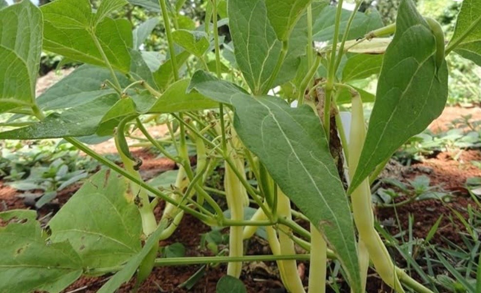 Top Notch Golden Wax Bush Bean – Fresh Seeds – Yellow/Stringless – Non-GMO, USA