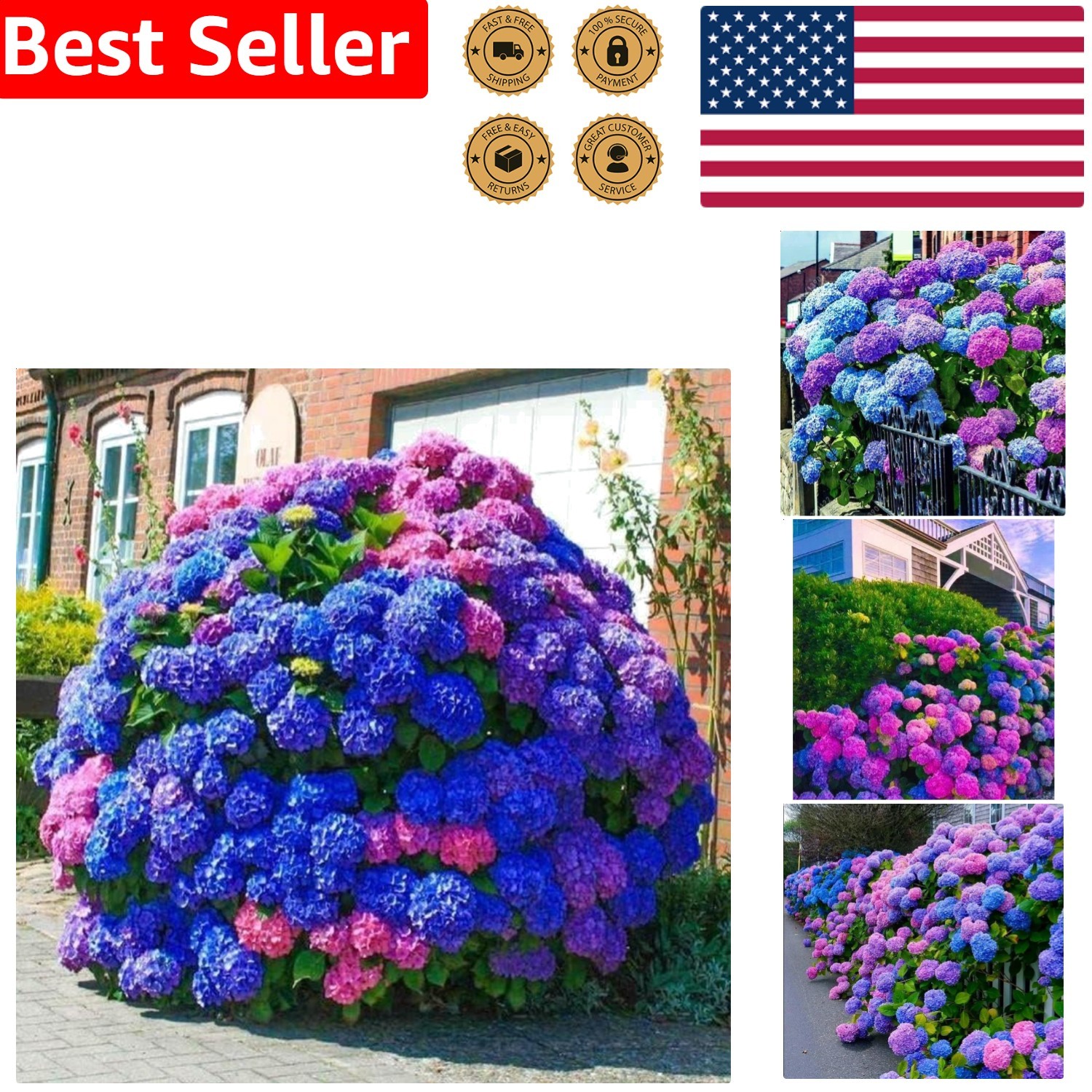 35 Perennial Hydrangea Seeds – Cultivate Colorful Blue Pink Purple Garden Blooms