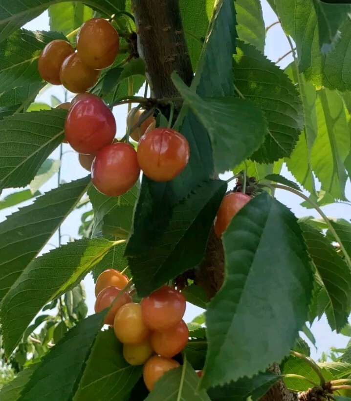 Sweet Organic Rainier Cherry – 5 Seeds Ready to Germinate -Edible Fruit Tree USA