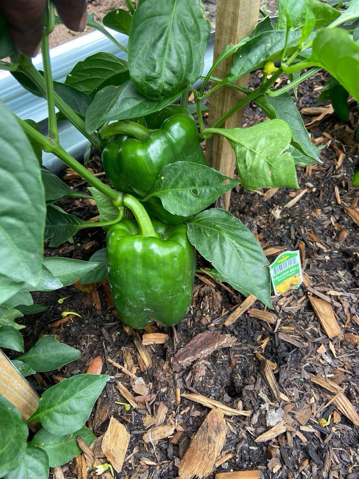 California Giant Green Bell Pepper Seeds