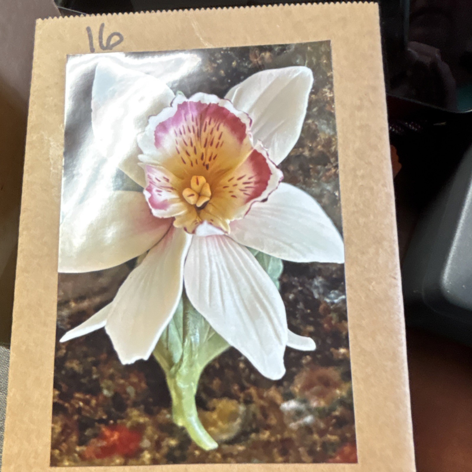 Orchid Bulbs White Pink Yellow Flower Bulb Seeds Packet