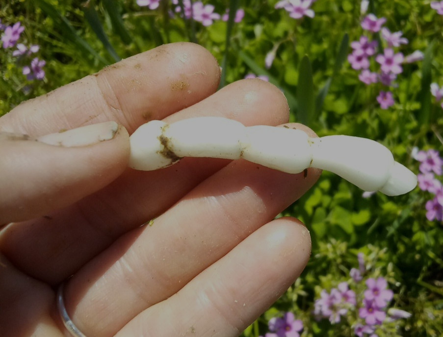5 Florida Betony (Stachys floridana) Root Tubers- Freshly Dug & Ready To Plant