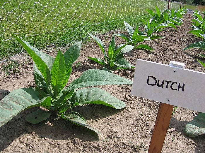 1000 Ohio Dutch Tobacco Seeds – Nicotiana tabacum – Cigar or Pipe Tobacco
