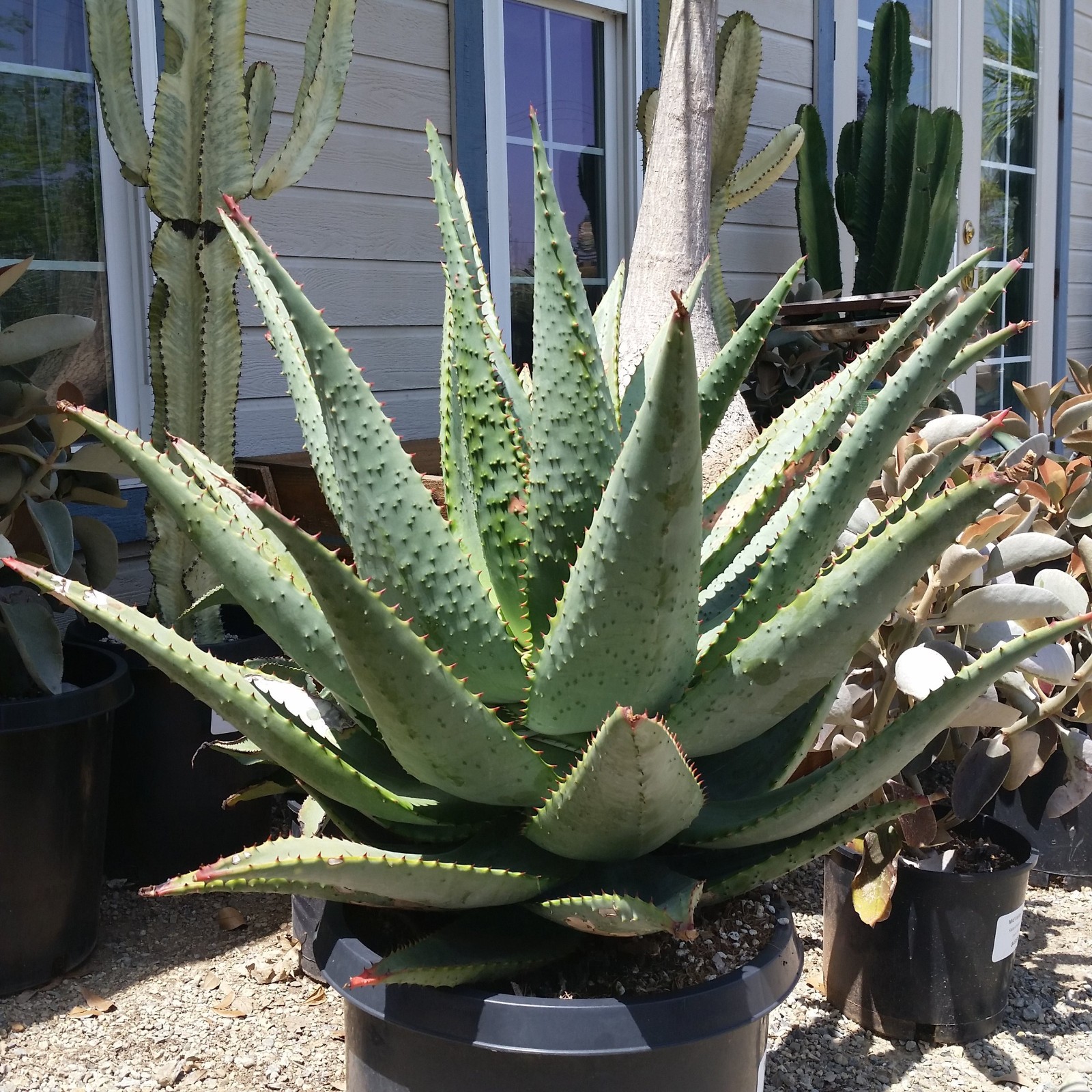 Aloe Marlothii aka Mountain Aloe 5 Seeds Free Shipping!