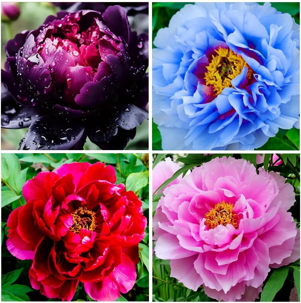 300+ Perennial Peony Flower Seeds for Planting Outdoor-Attracts Bees&Butterflies