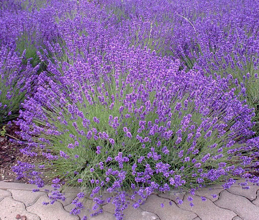 ENGLISH LAVENDER Lavandula Angustifolia – 10,000 Bulk Seeds