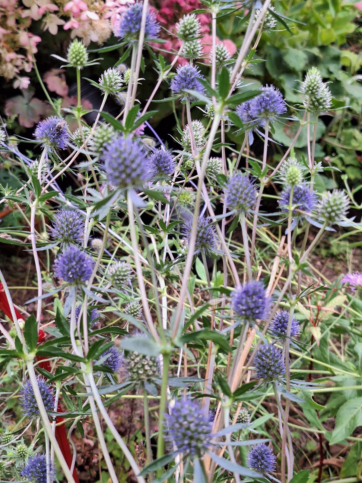 SEA HOLLY 100 SEEDS, ERYNGIUM, METALIC BLUE FLOWERS, mariesgreengarden