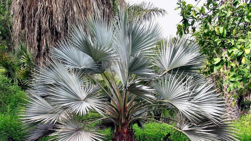 Mexican Blue Hesper Palm Tree Seeds ~ Brahea Armata ~ Mexican Blue Palm Tree ~