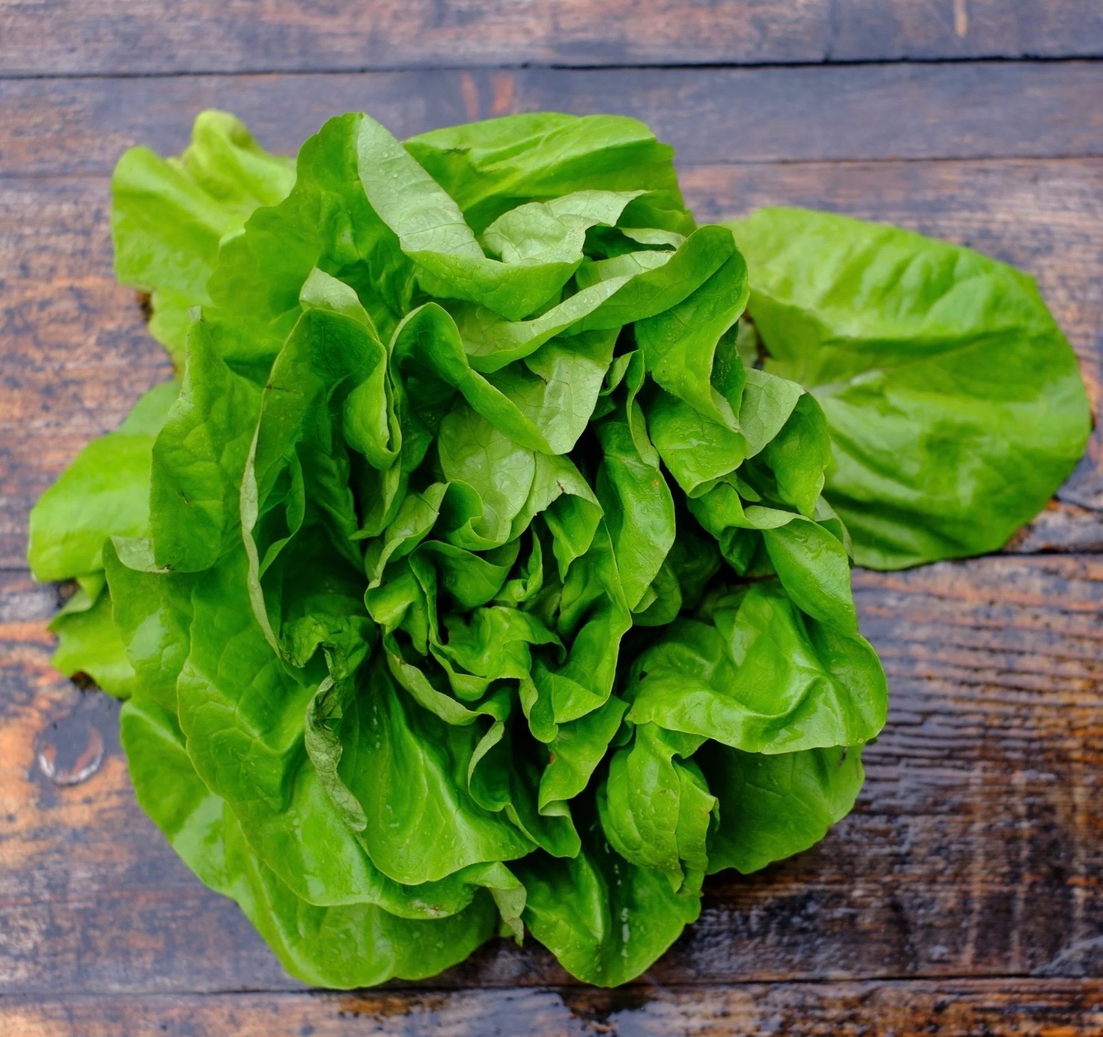 Fresh Organic Buttercrunch Lettuce Seeds, Heirloom Non-GMO, 2026 🇺🇸 USA Seller