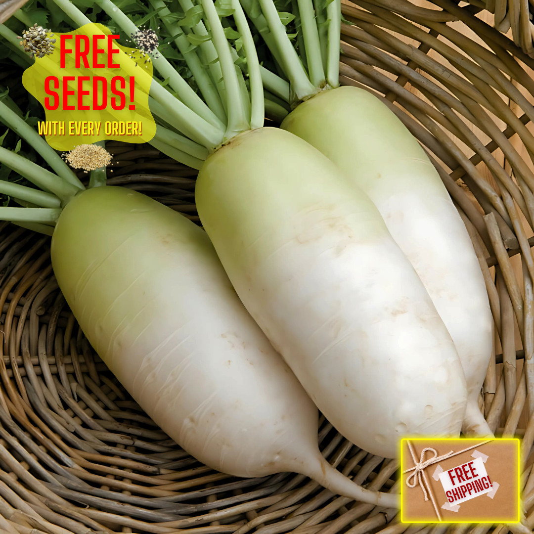 Fresh Korean Radish Seeds | Shin Dong Ha | Heirloom Non-GMO | Asian Vegetable