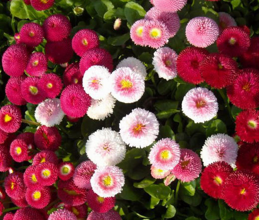 ENGLISH DAISY MIXED COLORS Bellis Perennis Super Enorma – 1,000 Bulk Seeds