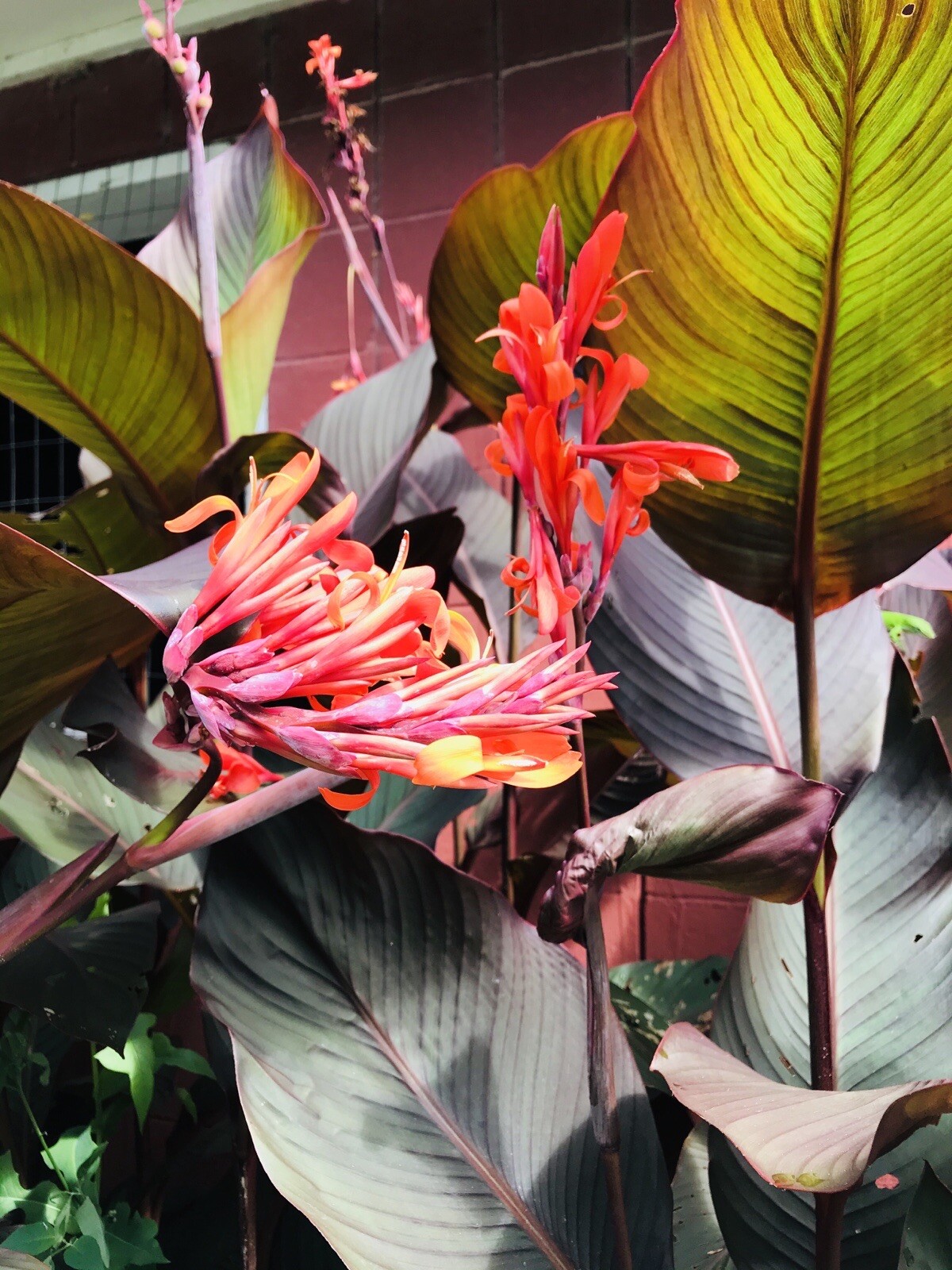 3 Canna Lily Bulbs Red Flowers Tall Plants Purple Bronze Leaf Large Rhizomes