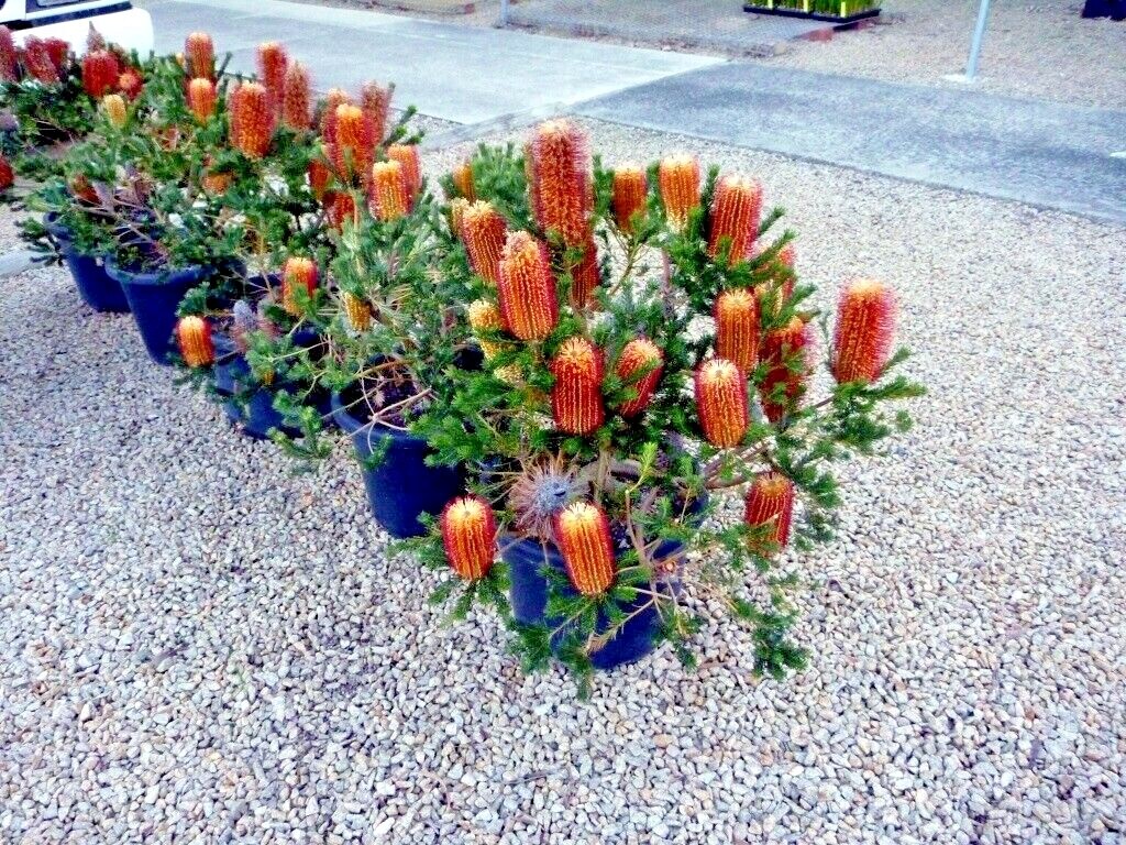 Lantern Banksia Tree Seeds “Fireworks” Exotic Flowering House Plant RARE