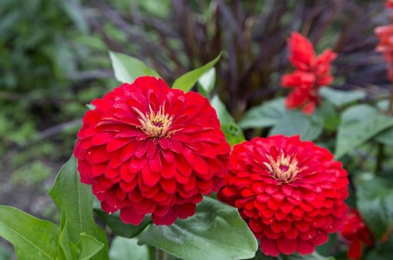100+ Cherry Queen Zinnia Flower Seeds RED Zinnia Elegans Annual