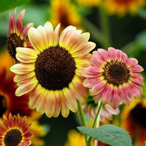 50+Autumn Beauty Sunflower Mix seeds Bees Love Colorful Beautiful Garden USA