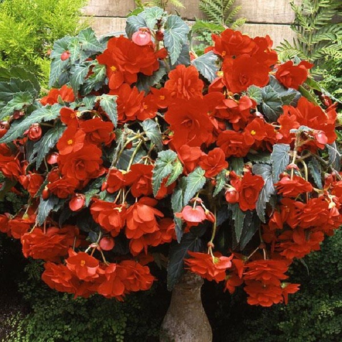 Begonia Seeds Begonia Sun Dancer Scarlet Orange 15 Pelleted Seeds Trailing