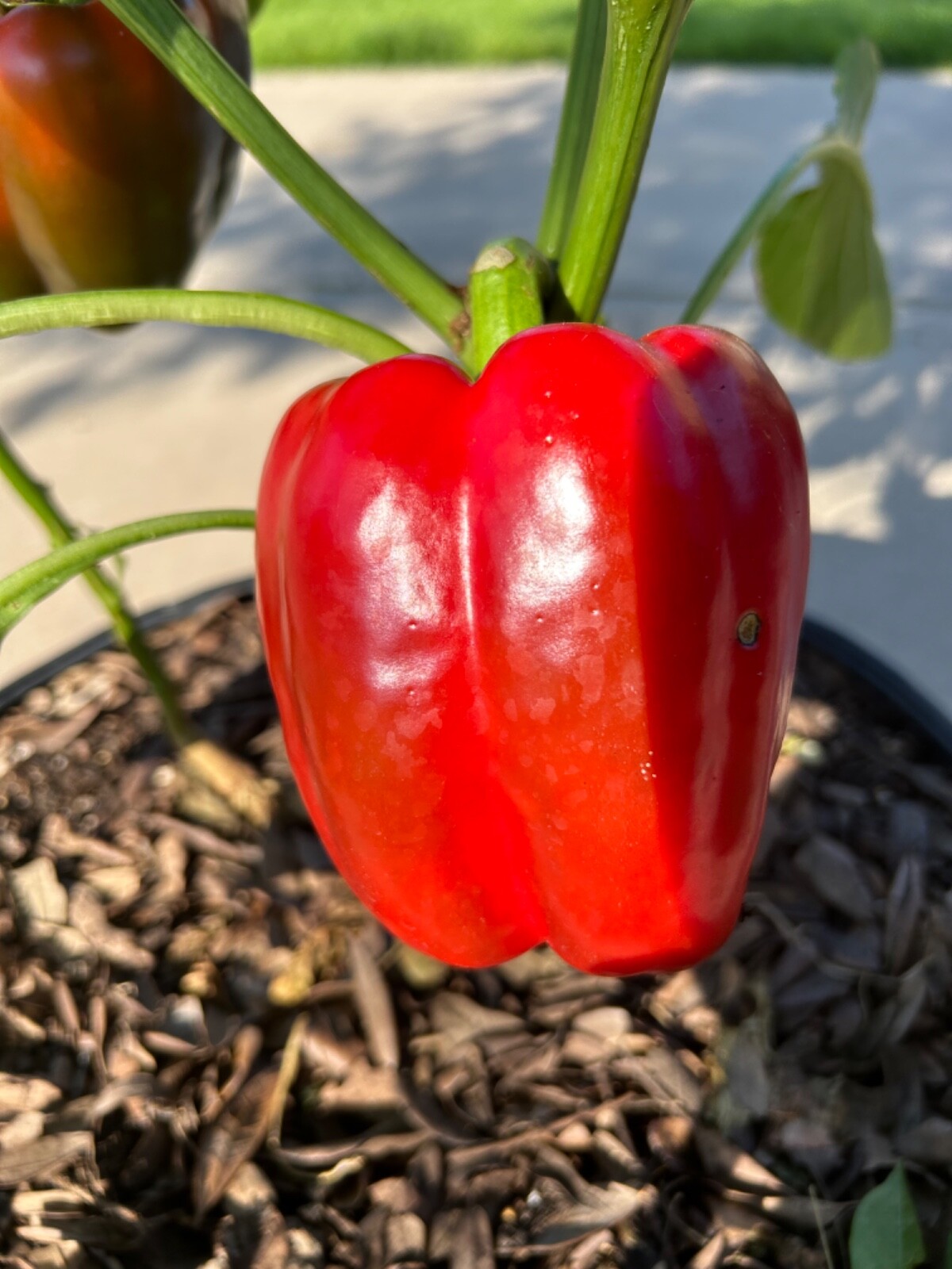 30+ Red Extra Large Bell Pepper Seeds Prolific Heirloom