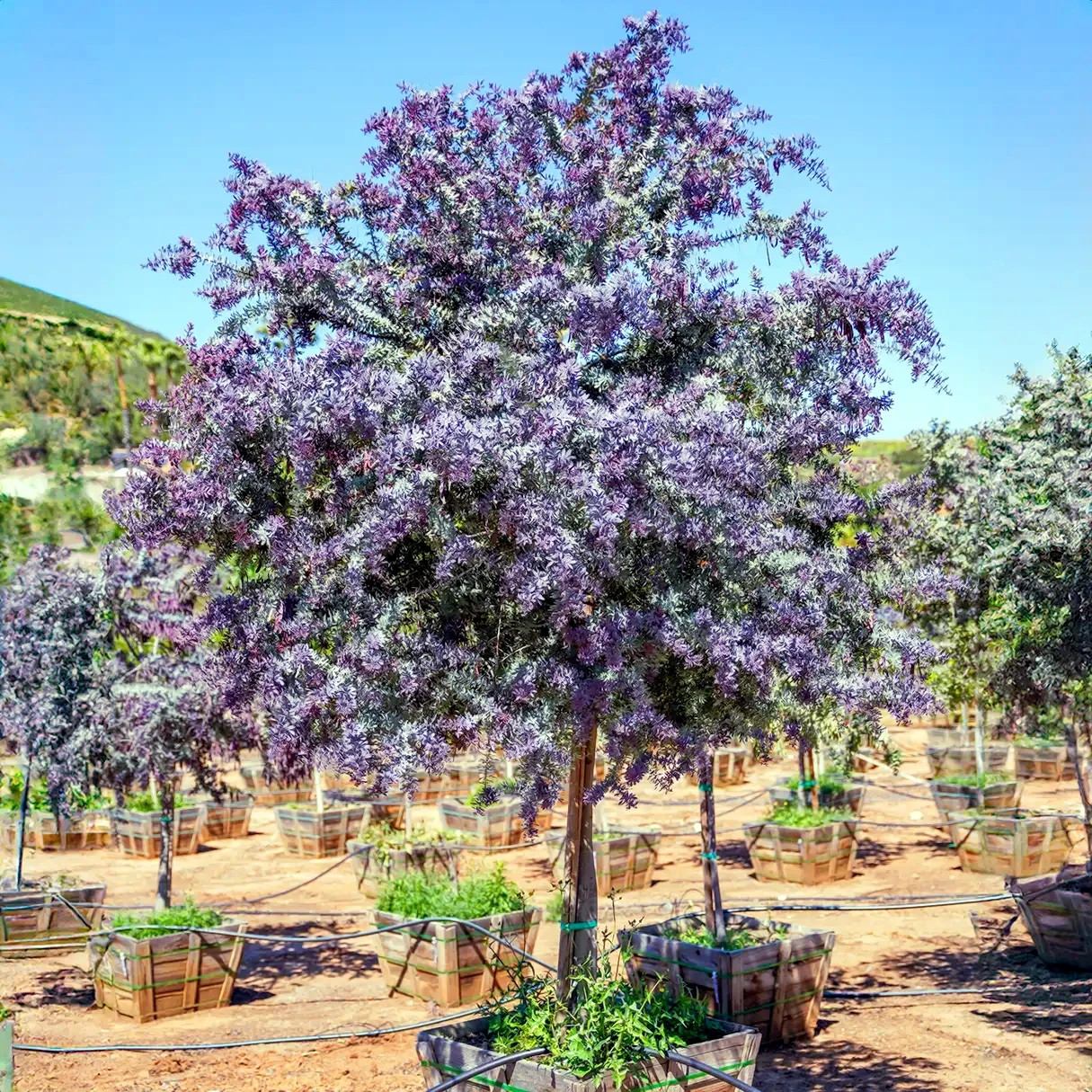 Acacia Baileyana v. Purpurea Tree Seeds “Purple Fern Leaf Mimosa” Yellow Flower