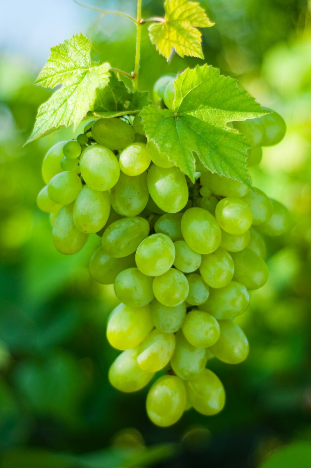 50+ Green Grape(Desert Grapes) Seeds-Free Shipping #22