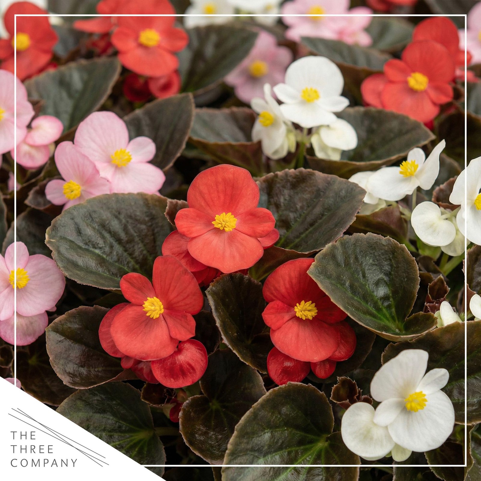 Assorted Dark Leaf Begonias 4 Pack, 8″ Tall Annual Plants in 1 Pt Pot