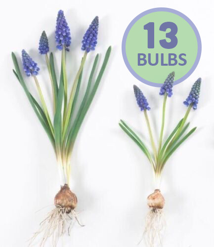 A BAKERS DOZEN – 13 – Blue Grape Hyacinth Bulbs – Ready for Spring Planting!