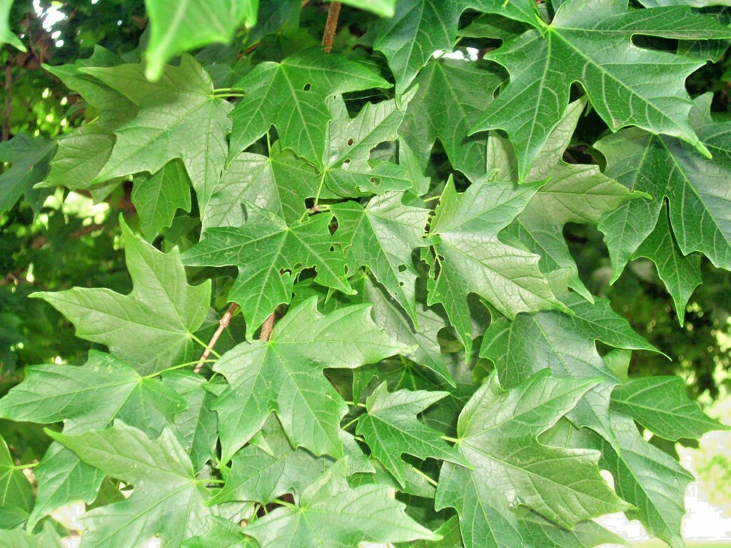 20 LEGACY SUGAR MAPLE SEEDS – Acer saccharum ” legacy “