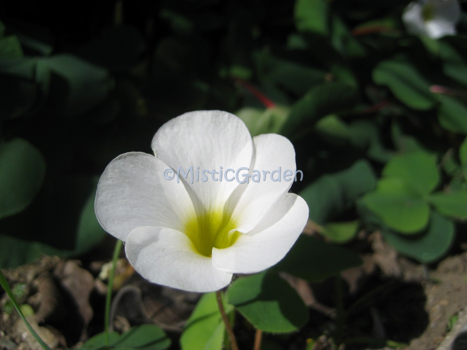 20 Bulbs Oxalis purpurea White/Alba