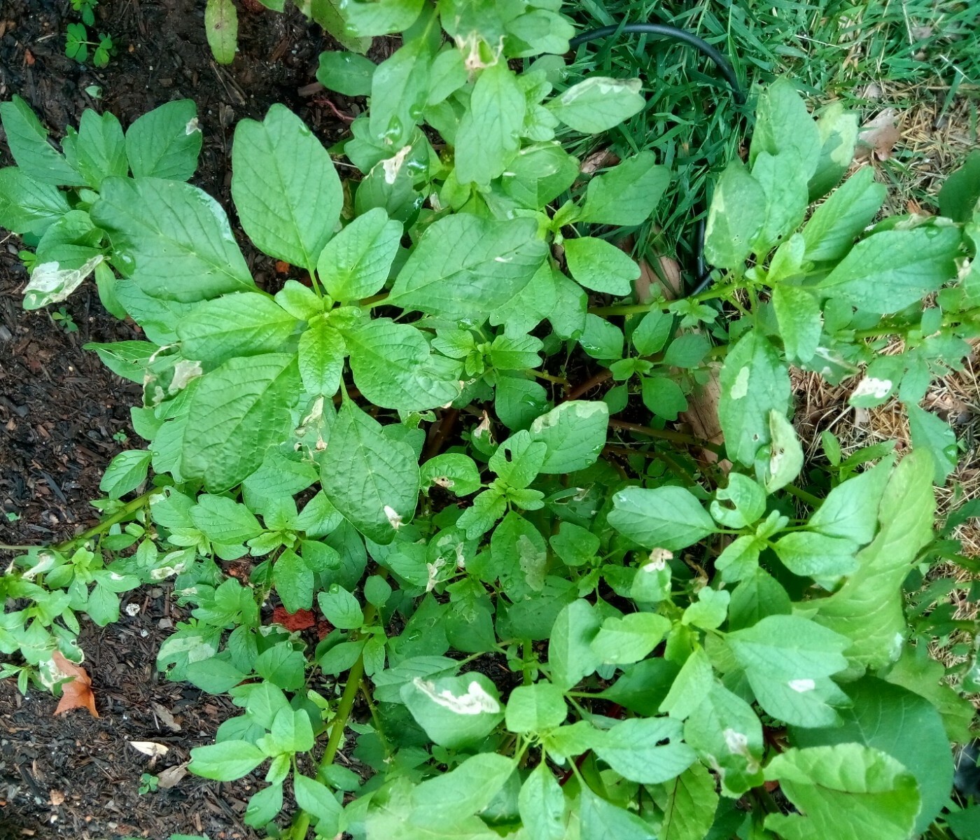 500+ Green Amaranth Seeds(Indian Siru Keerai/Koora Thampala ) Leafy Vegetable.