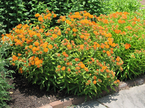 50+ Butterfly Weed Seed, Asclepias Tuberosa, FOR BUTTERFLIES AND HUMMINGBIRDS