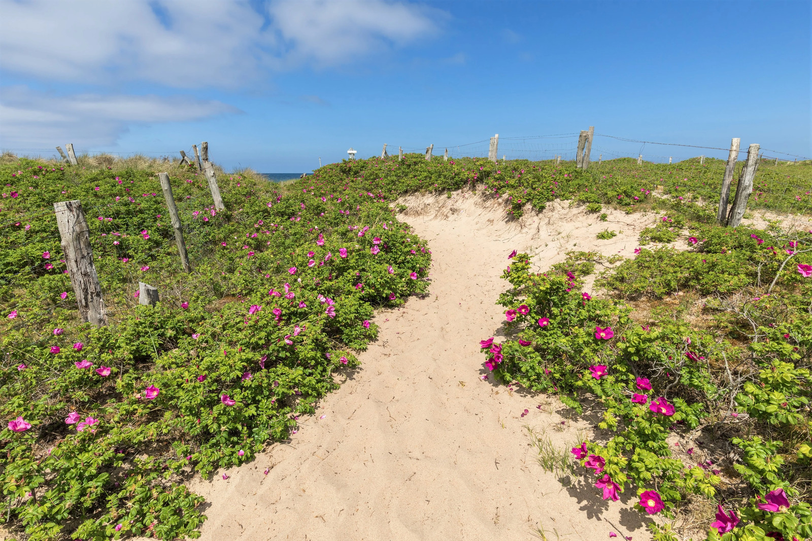 50 Pink BEACH ROSE Seaside Sand Rose, Beach Tomato Rosa Rugosa Hips Flower Seeds