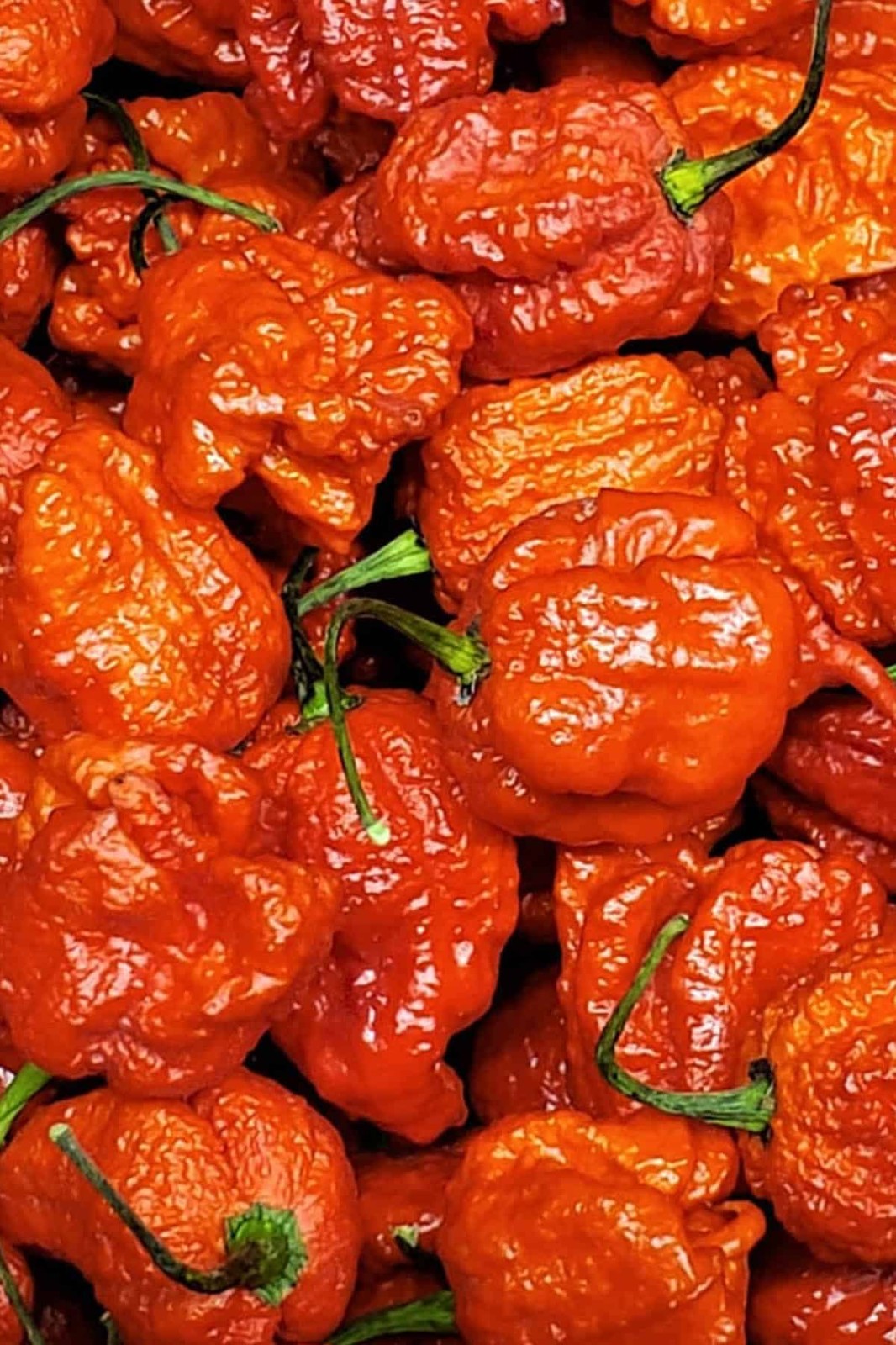 dragons breath pepper (15) Seeds VERY HOT!!!!!! 2.48 million Scoville