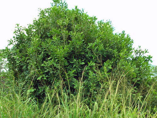 Macadamia integrifolia | Queensland Nut | 10 Seeds