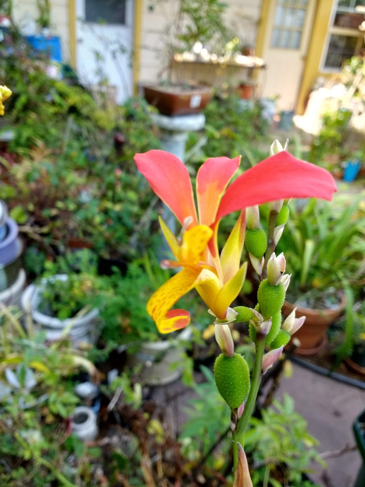 Canna indica Purpurea (Canna Lily, Indian Shot) seeds
