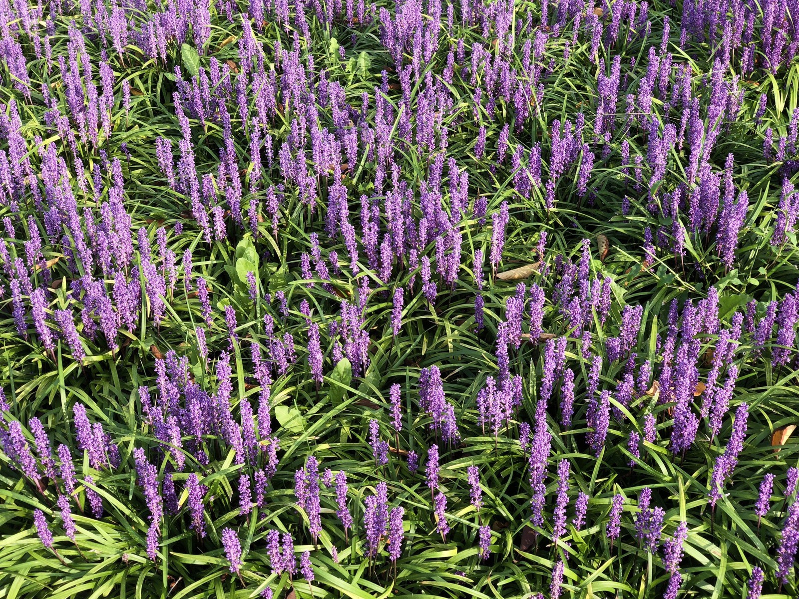 5 LILYTURF Liriope Muscari aka Big Blue Lily Turf / Monkey Grass Flower Seeds