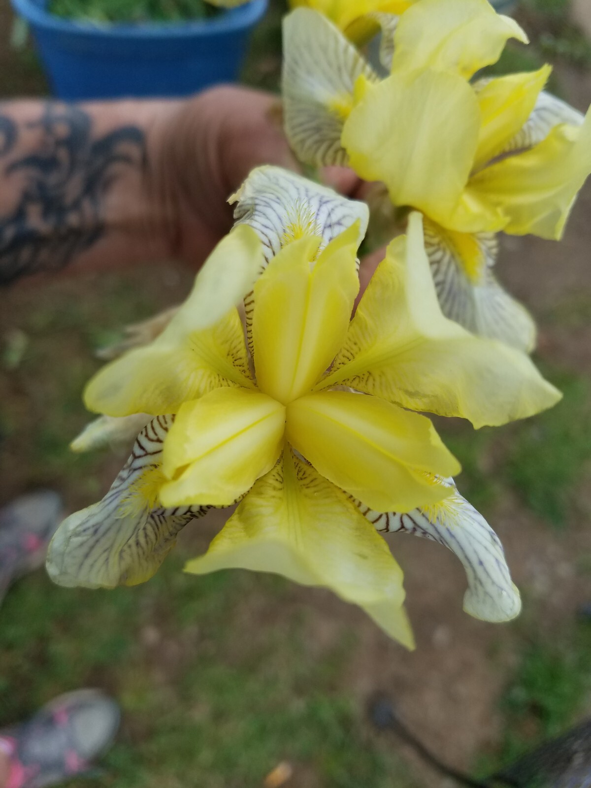 “100 Mixed Variety Bearded Iris– GREAT VALUE• Fresh•Hardy•EASY to Grow