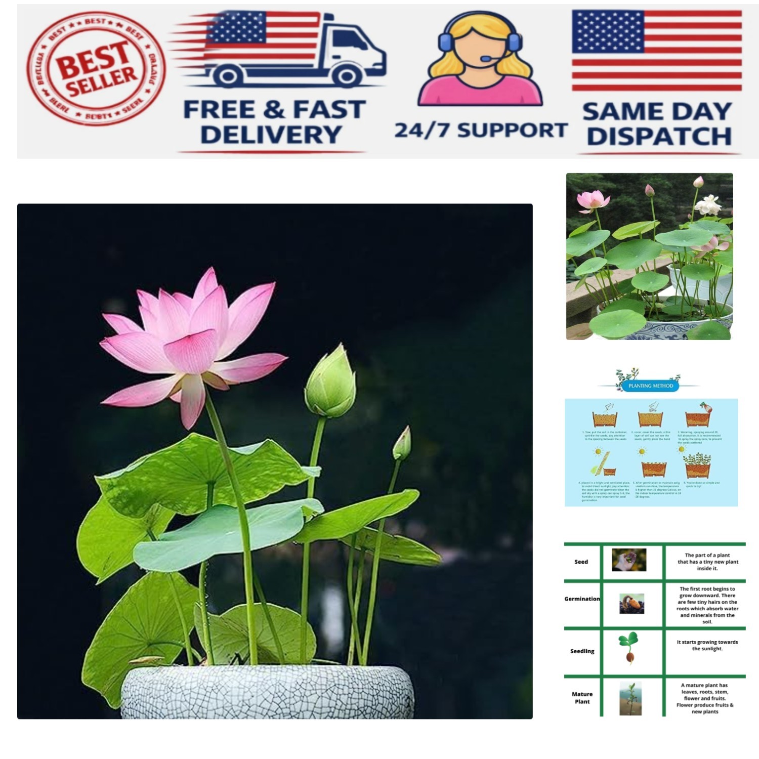 Flowering Aquatic Bonsai Lotus Seeds – 10 Count, Easy to Grow Indoors & Outdoors