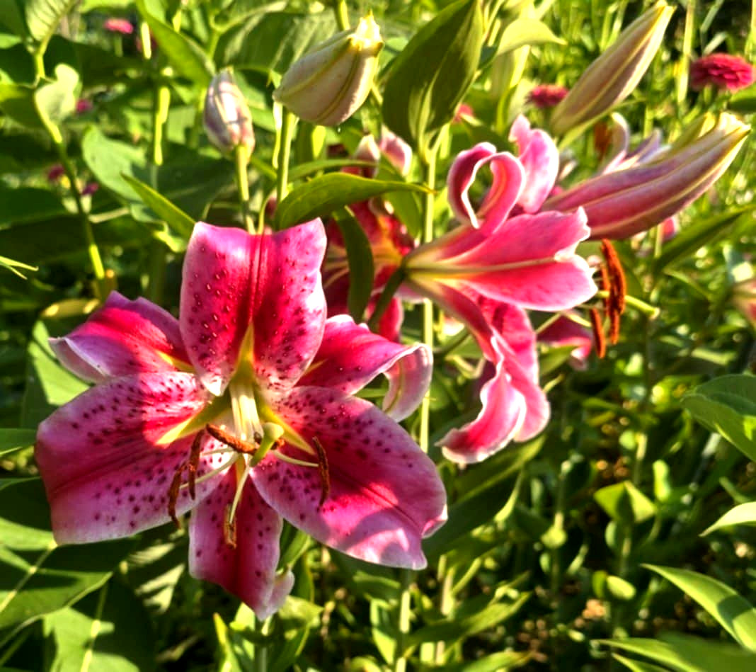 Lily Flower Bulbs 4 Stargazer Pink White Large Exquisite Flowers Spring Plant