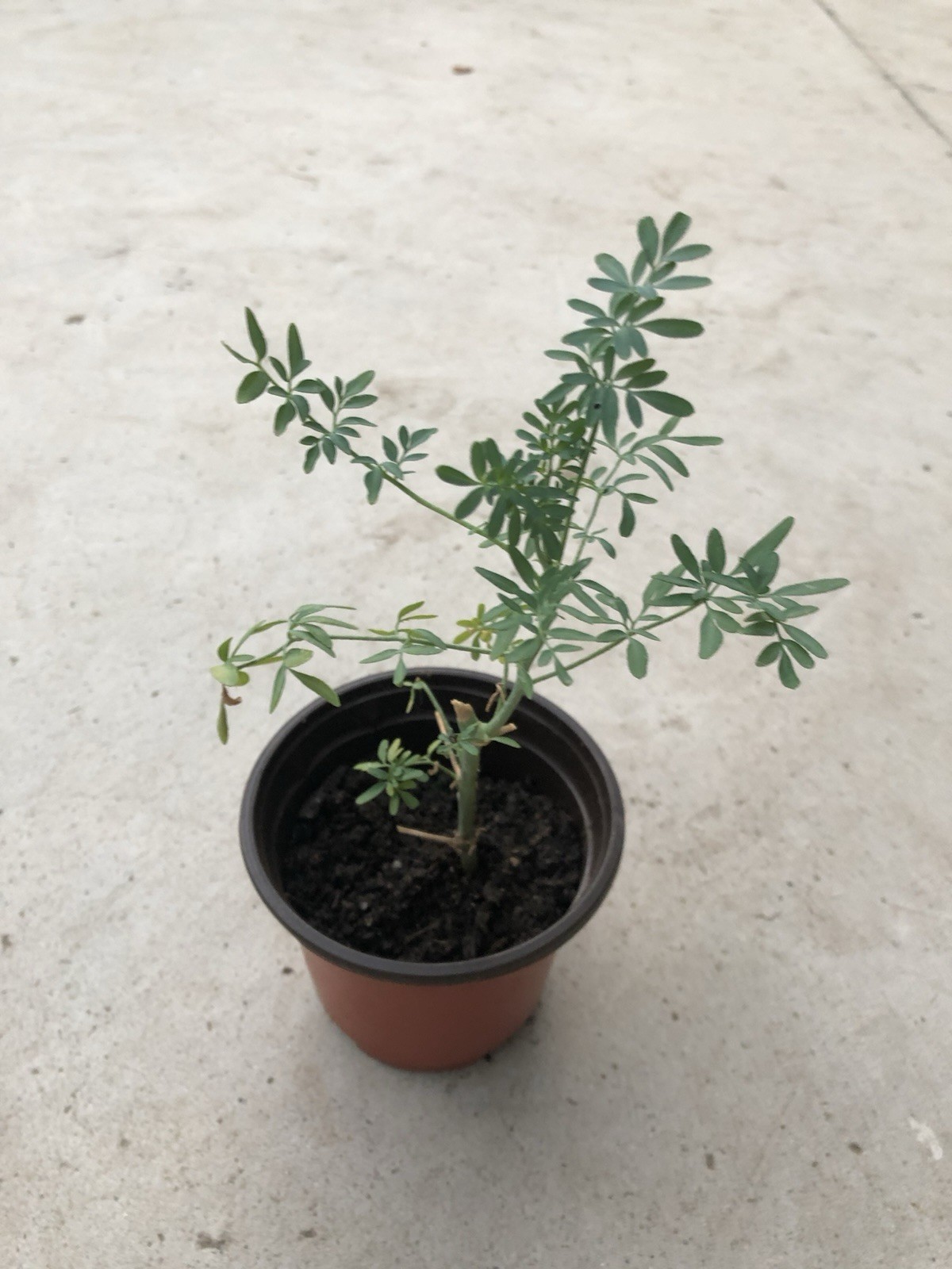 1 Ruta Plant 6” Common Rue With Pot Ruda Ruta Graveolens Live Plant