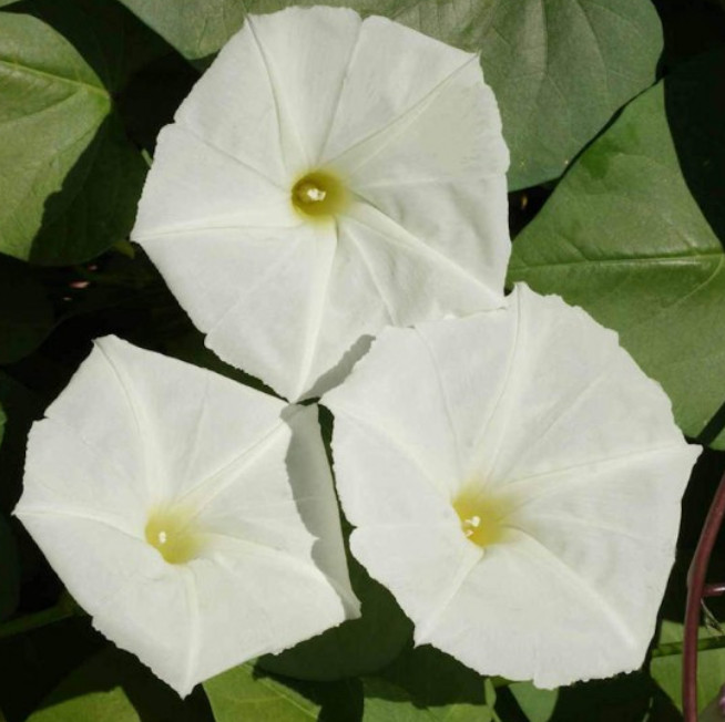 MOONFLOWER WHITE Night Flowering Vine Ipomoea alba Moths Pollinate USA 25 Seeds!
