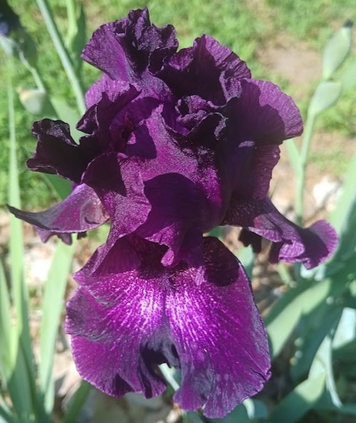 (4) TALL BEARDED IRIS RHIZOME RANDOM MIX BEAUTIFUL FLOWERS ROOT GARDEN PLANTS