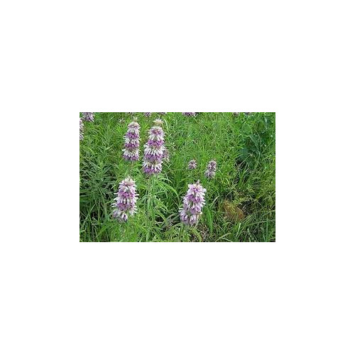 Lemon Mint Great Garden Herb by Seed Kingdom Bulk 1 OZ Seeds