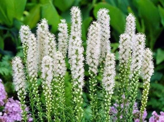ALBA Liatris Spicata/Gayfeather – Top Size Bulbs 10/12 cm- US Seller