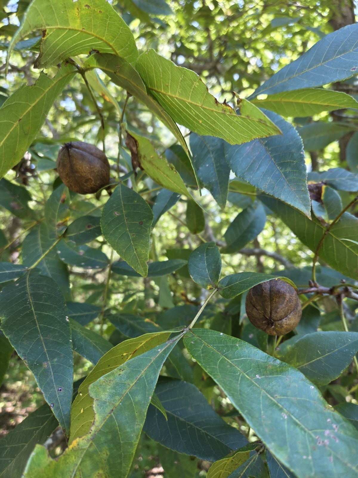 Hickory Nuts Lot of 10, Seed, Fall Decorating, Natural Animal Food