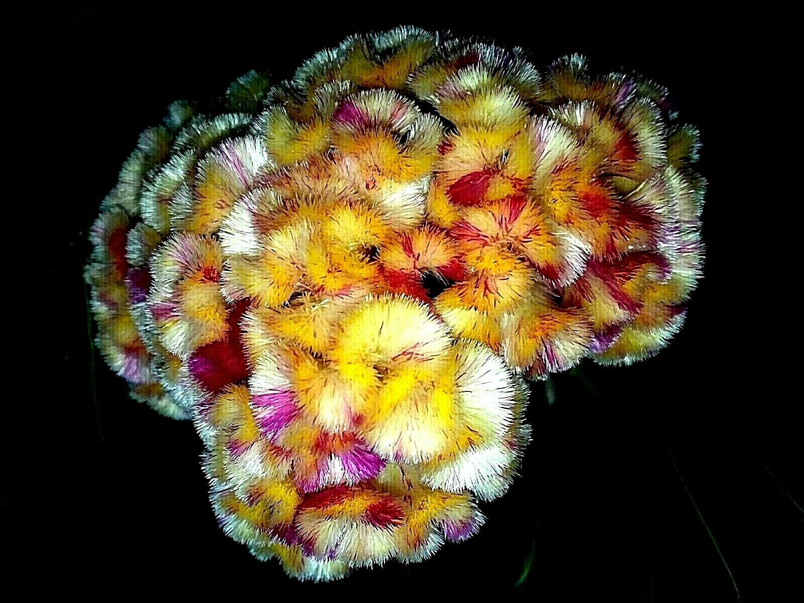 Yellow/Red Marble Brain Celosia 25 SEEDS 4 ft. tall Comb. S/H See Our Store