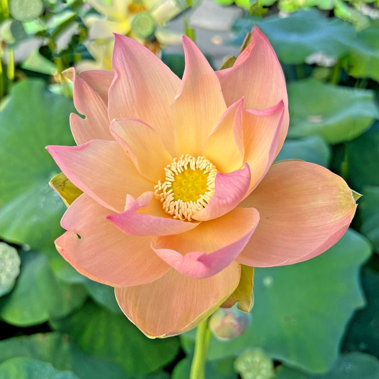5 GOLDEN SUNSET LOTUS SEEDS – Nelumbo Nucifera